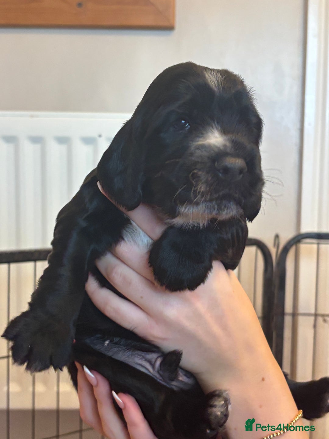 Cocker Spaniel dogs for sale: 4 cocker spaniel puppies, mum and dad family pets - Advert 22