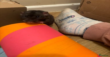 Rat rodents - Advert 12