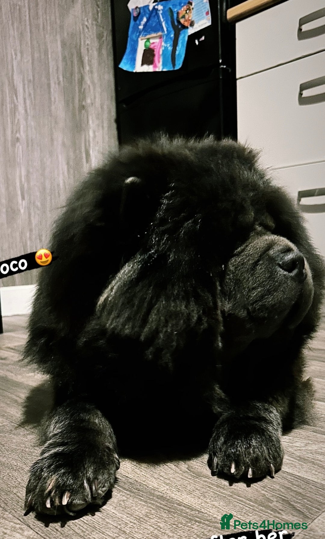 Chow Chow dogs for sale: Female chow chow pure breed  - Advert 2