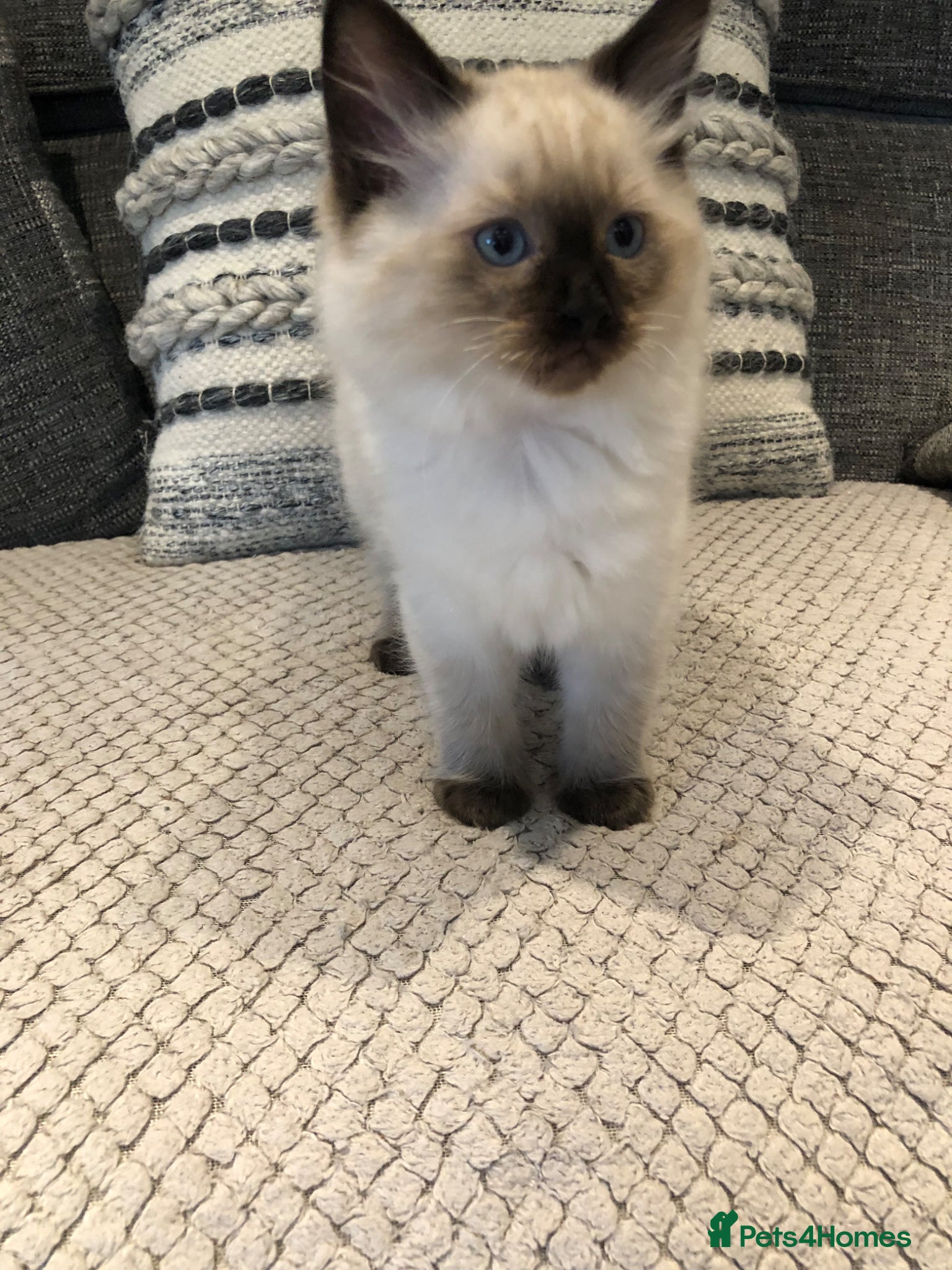 Ragdoll cats Beautiful ragdoll kitties  - Advert 2