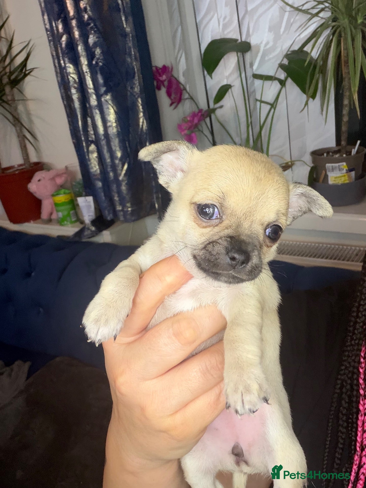 Chihuahua dogs Beautiful Chihuahua Puppies Ready Soon - Advert 3