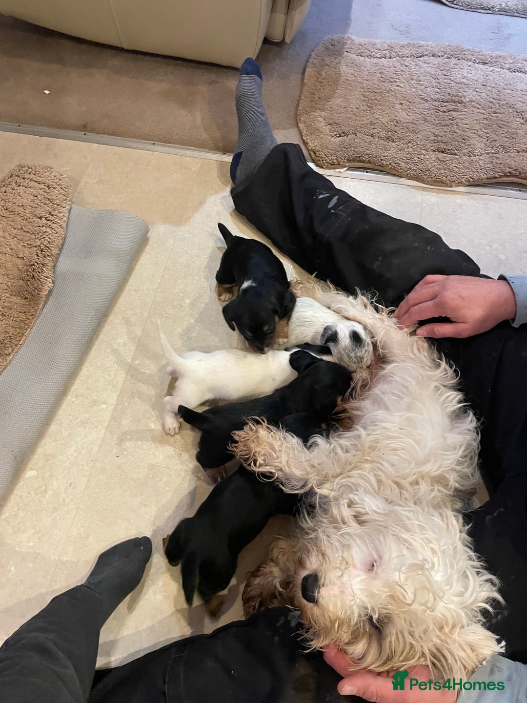 Mixed Breed dogs for sale: Sealyham terrier cross jack russel terrier  - Advert 20