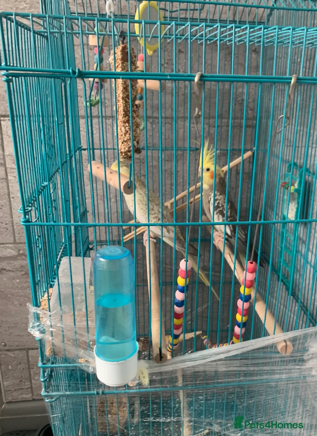 Cockatiels birds for sale: 3 cockatiels  - Advert 7