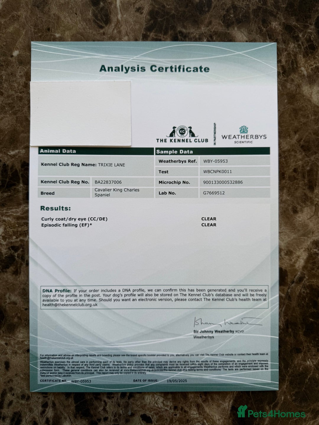 Cavapoo dogs for sale: *Stunning Ruby Red F1 Cavapoo Puppies For Sale* - Advert 19