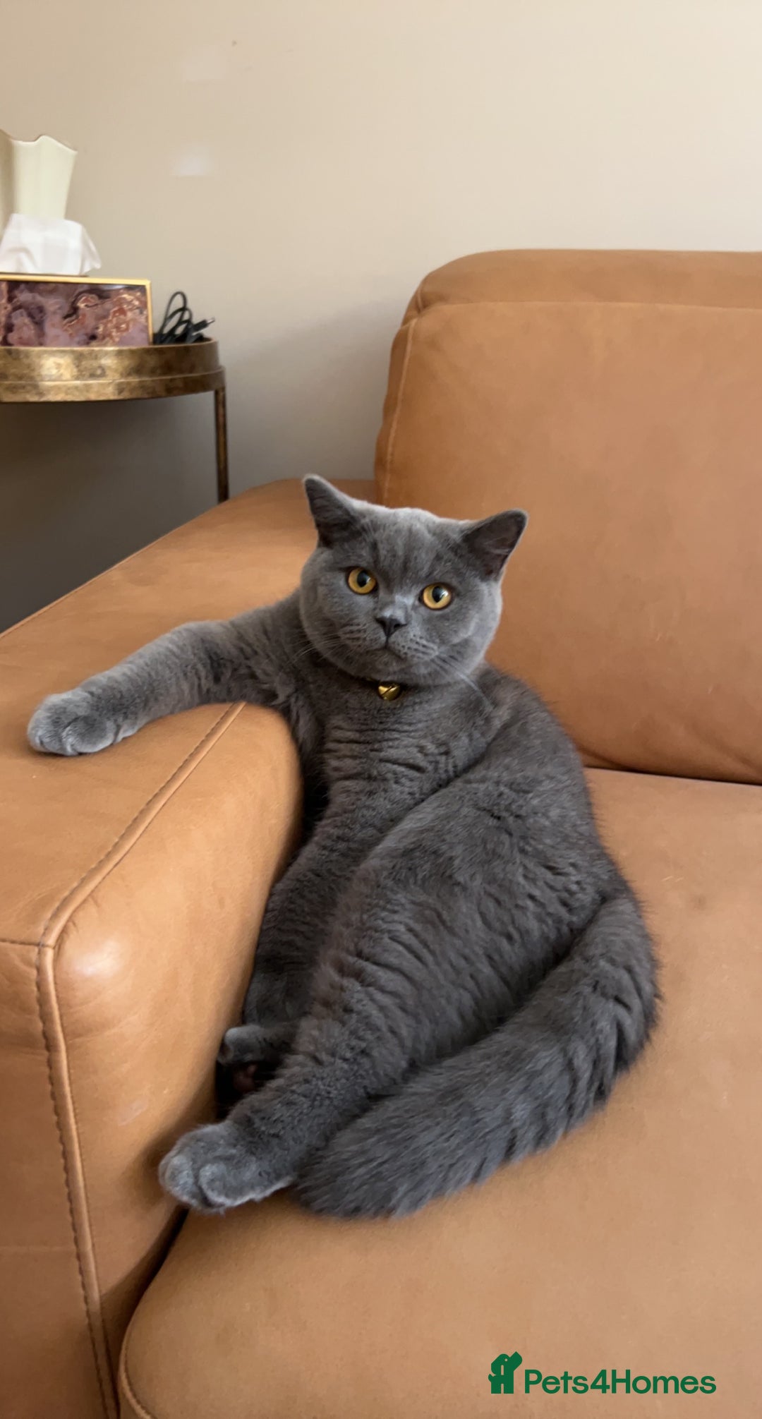 British Shorthair cats for sale: British shorthair grey  - Advert 1