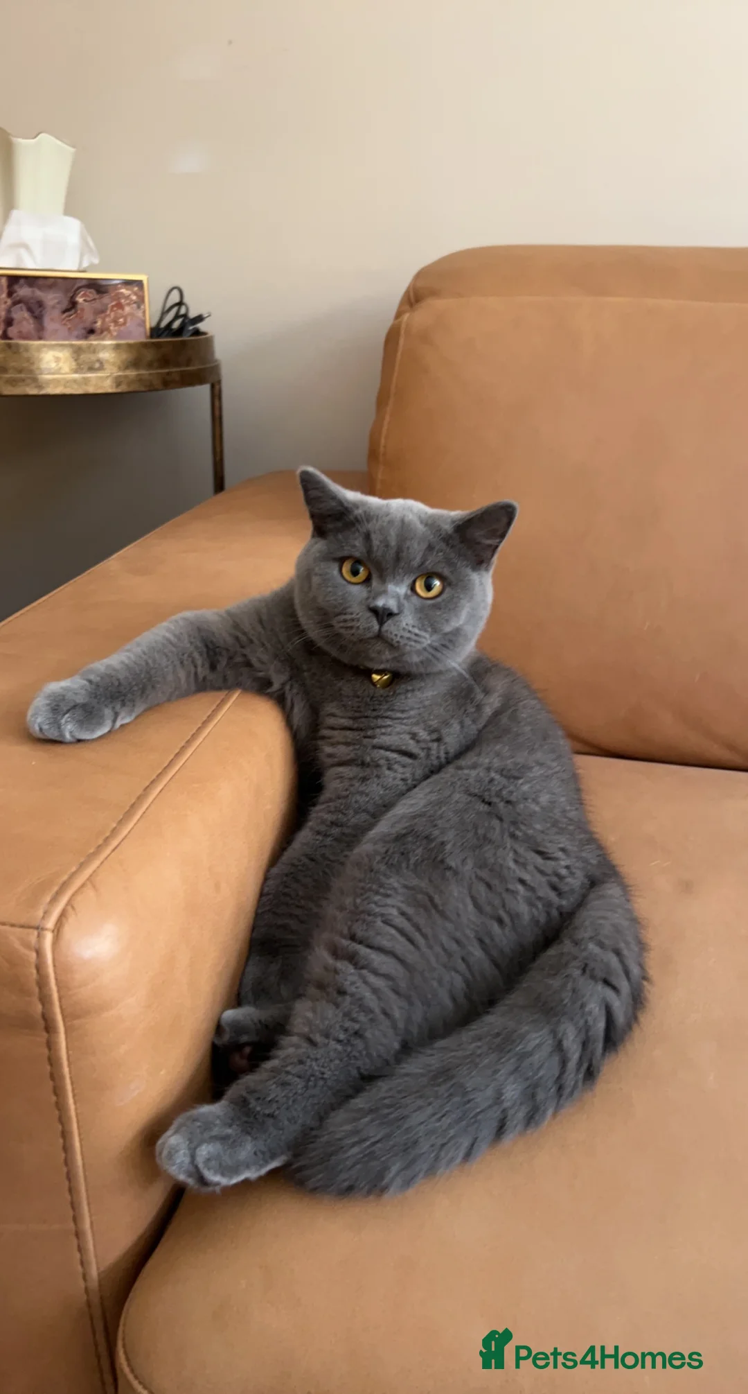 British Shorthair cats for sale: British shorthair grey  - Advert 1