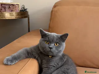 British Shorthair cats British shorthair grey - Advert 12