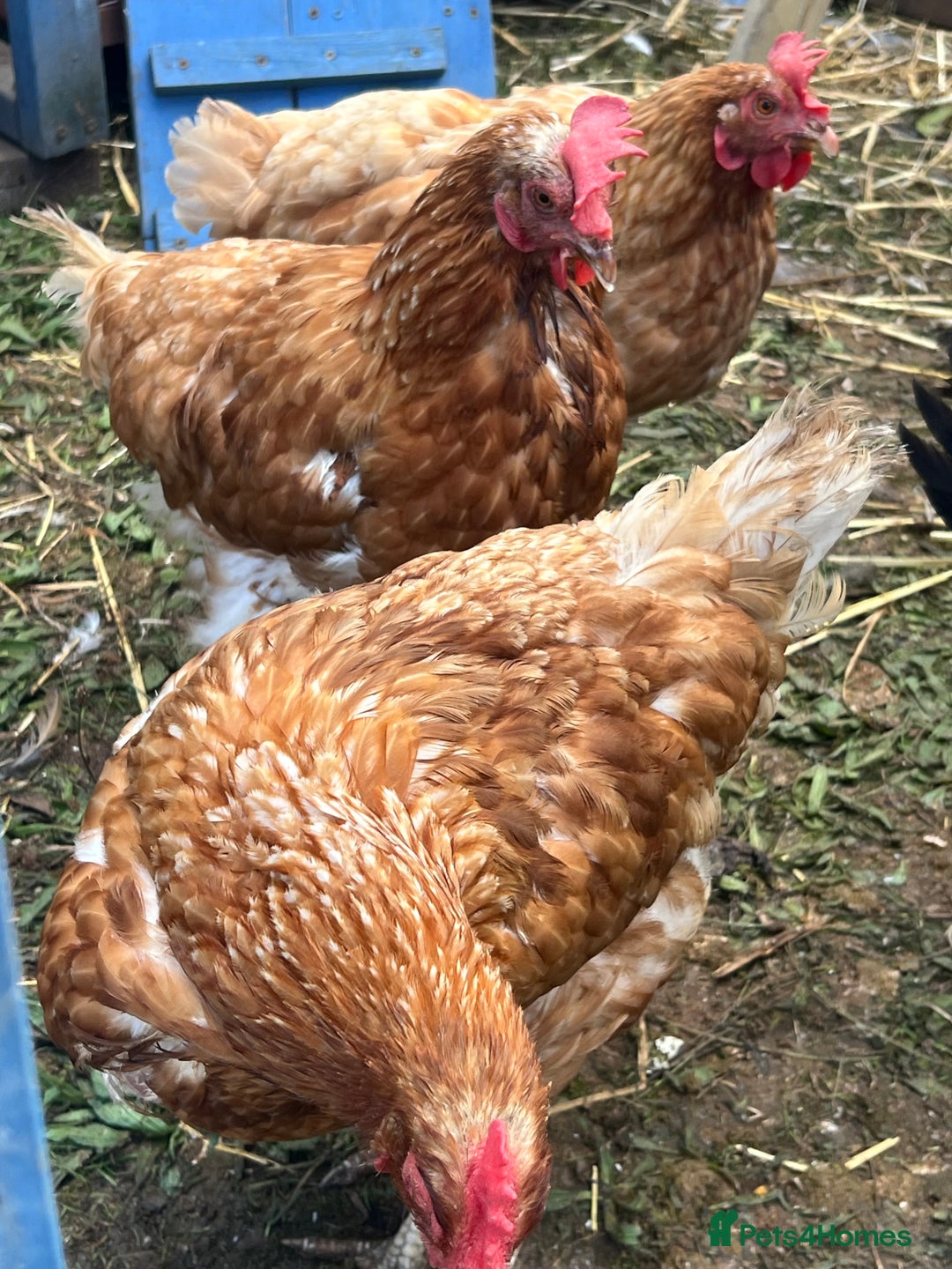 Chickens poultry for sale: Laying Hens for Sale – Healthy Brown Egg Layers - Image 4