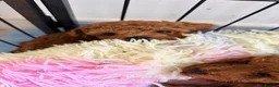 Toy Poodle dogs for sale: Asian Toy Poodle  - Advert 10