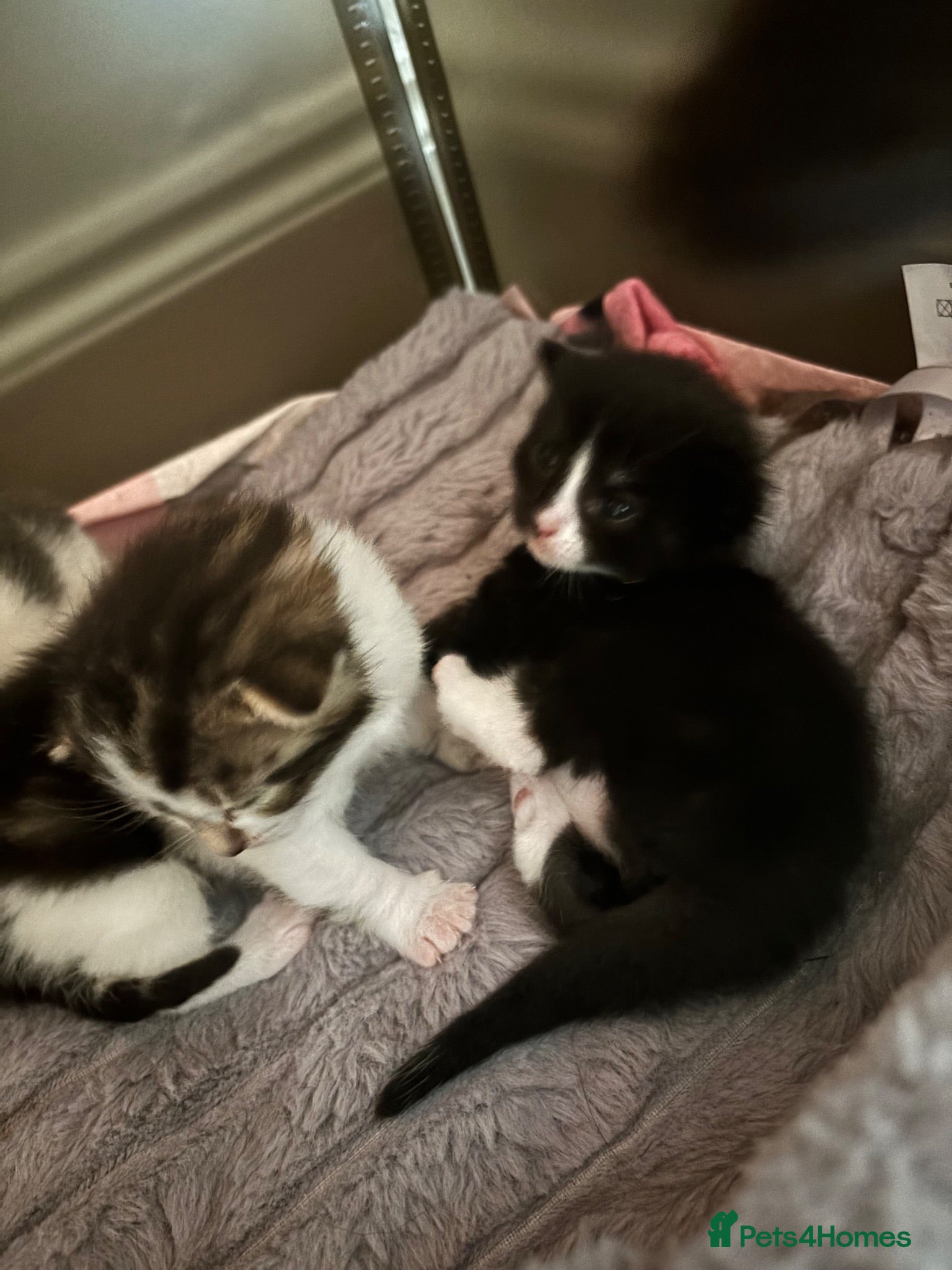 Mixed Breed cats Last remaining black and white kitten! - Advert 8