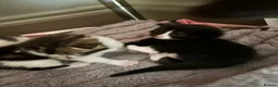 Mixed Breed cats for sale: Last remaining black and white kitten! - Advert 1