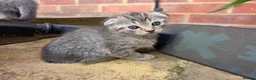 Scottish Fold cats for sale: Beautiful Scottish Fold Grey kittens for sale - Advert 6