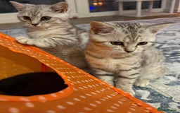 British Shorthair cats for sale: 3 BSH Chinchilla kittens, sale £250, 18 Weeks.  - Image 7