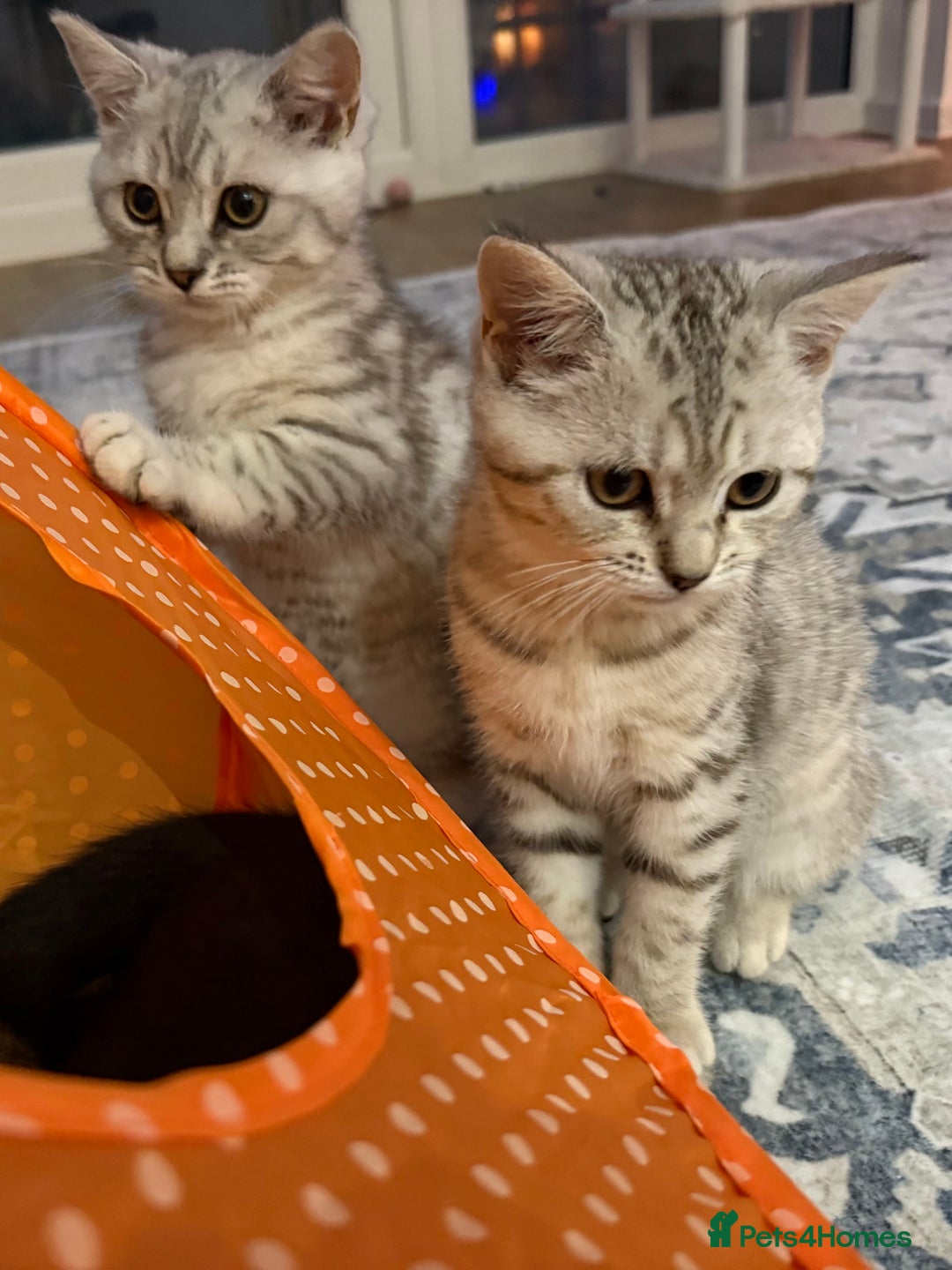 British Shorthair cats for sale: 3 BSH Chinchilla kittens, sale £250, 18 Weeks.  - Image 7