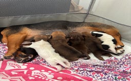 Miniature Dachshund dogs for sale: Dachshund x Jack Russell puppies (Jackshund) - Image 1