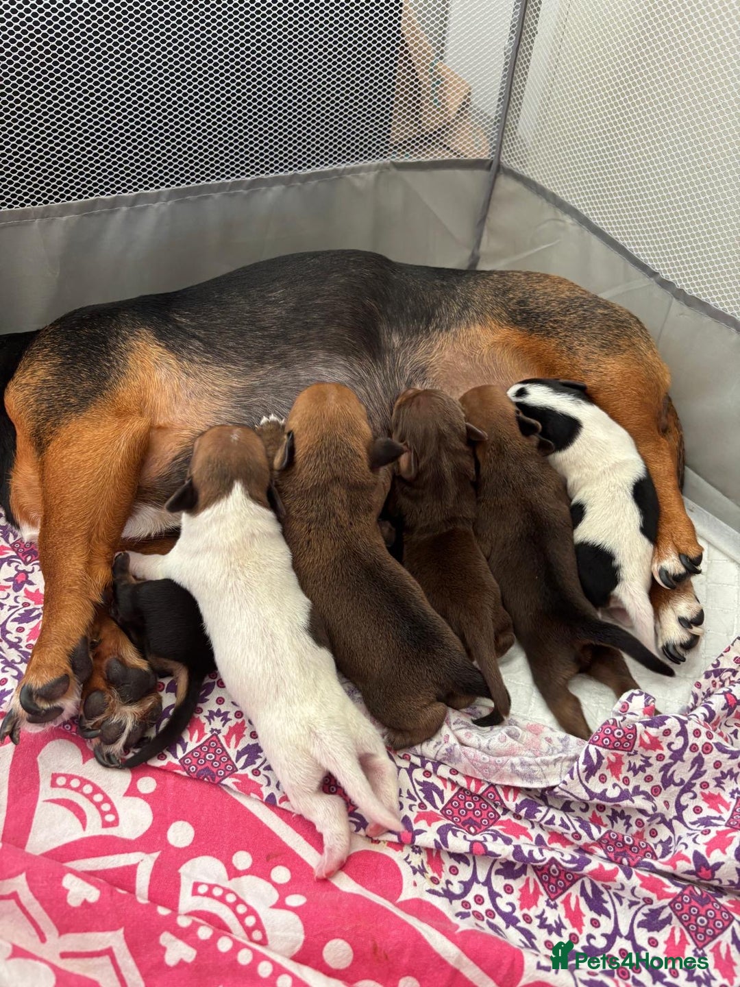 Miniature Dachshund dogs for sale: Dachshund x Jack Russell puppies (Jackshund) - Image 1