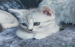 British Shorthair cats for sale: Now Ready to leave! Cute Little British Shorthair - Image 1