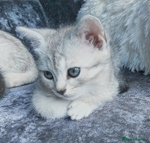 British Shorthair cats - Advert 1