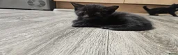 British Shorthair cats for sale: British short hair Kittens  - Advert 7