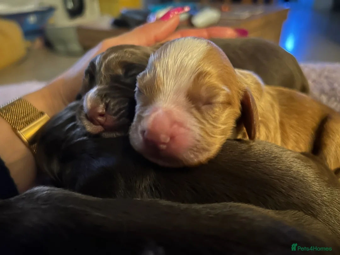 Cocker Spaniel dogs for sale: Cocker Spaniel puppies  in Poole - Advert 11