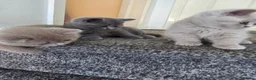 British Shorthair cats for sale: British shorthair kittens  - Advert 8