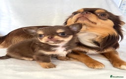 Chihuahua dogs for sale: Gorgeous chocolate Russian lines boy - Image 14