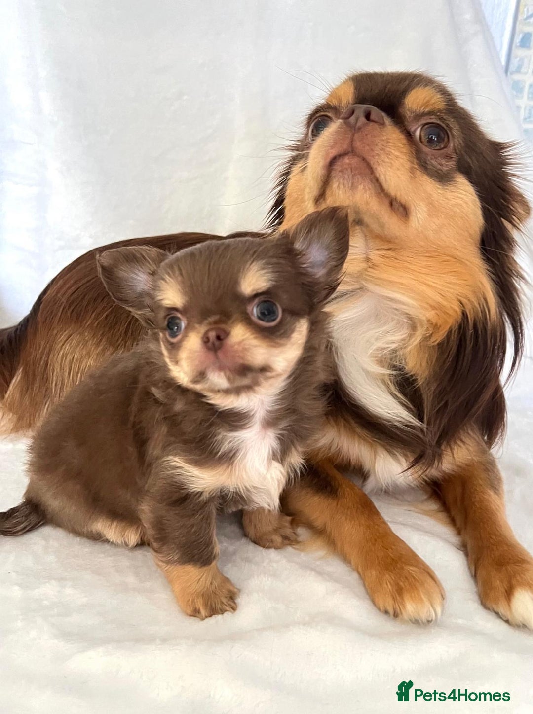 Chihuahua dogs for sale: Gorgeous chocolate Russian lines boy - Image 14