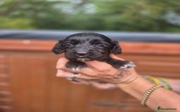 Sprocker dogs for sale: Beautiful Sprocker pups - Image 5