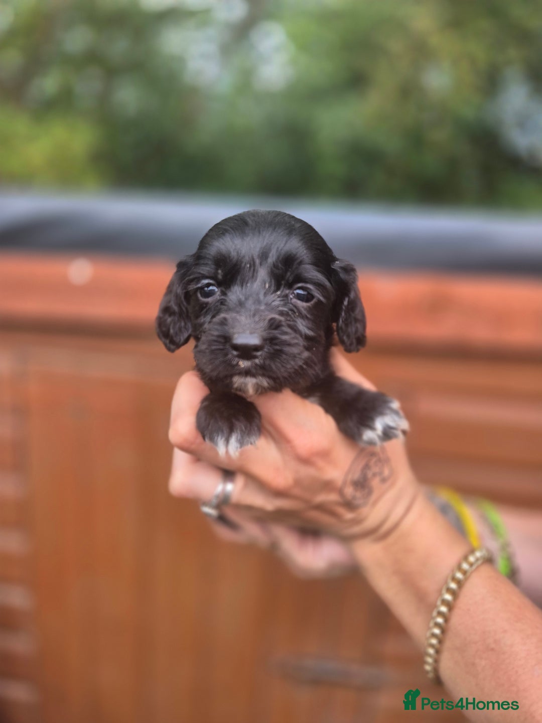 Sprocker dogs for sale: Beautiful Sprocker pups - Image 5