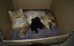 Mixed Breed cats for sale: Persian / British Shorthair Cross, Female Kitten - Image 2