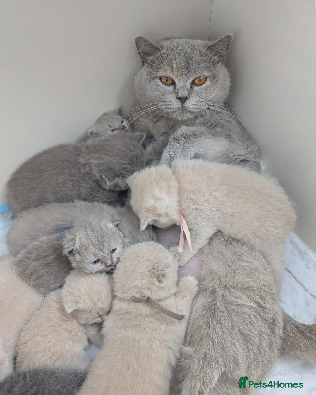 British Shorthair cats for sale: GCCF registered British Shorthair Kittens - Advert 2