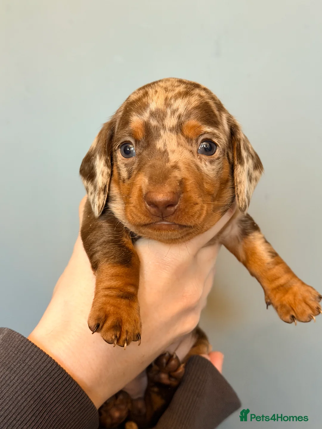 Miniature Dachshund dogs for sale: READY TO GO! dapple/merle daschund puppies - Advert 32