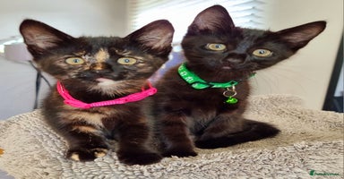 Mixed Breed cats - Advert 14