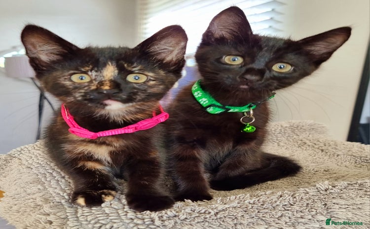 Mixed Breed cats - Advert 3