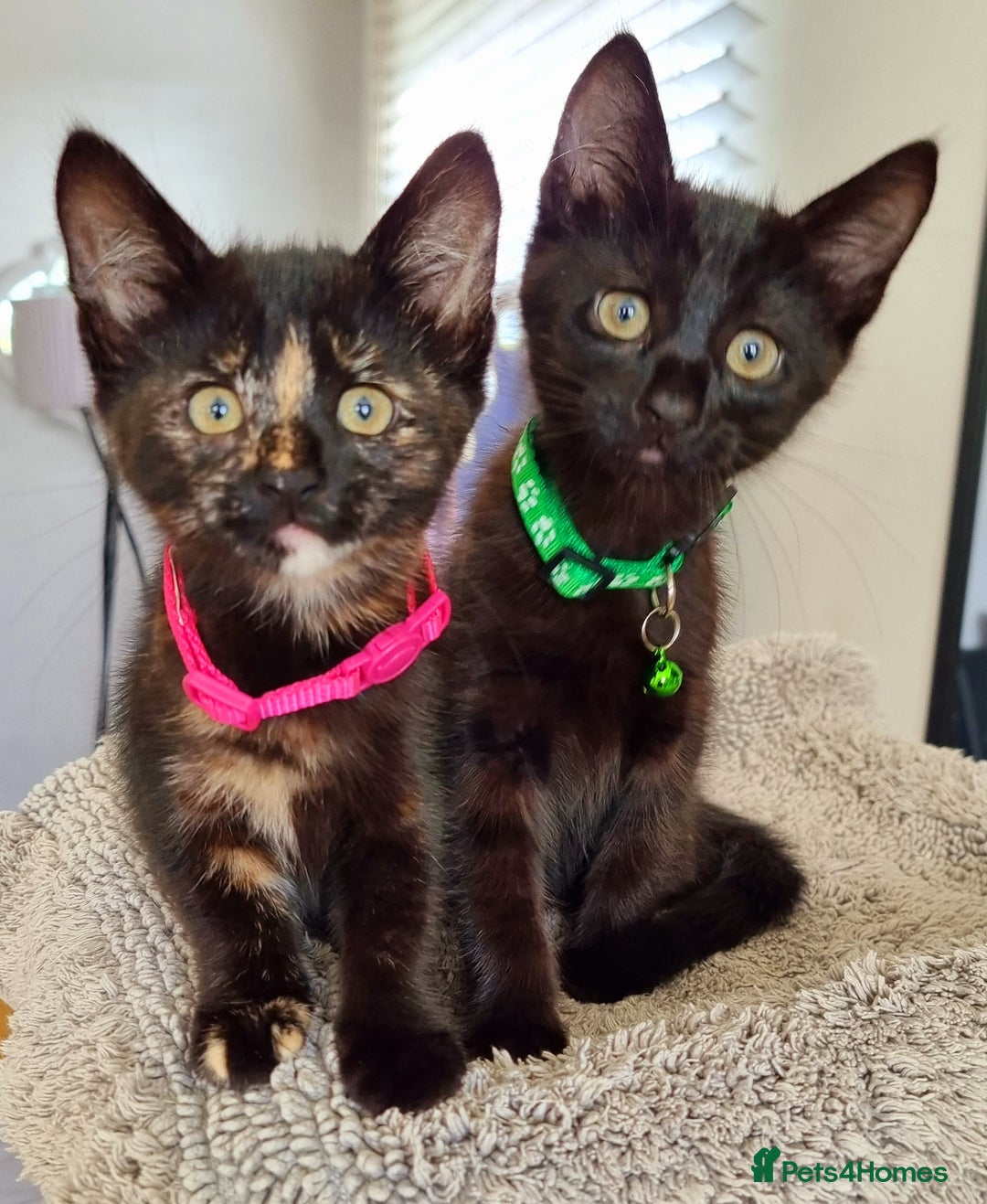 Mixed Breed cats for sale: Norwegian x pixiebob kittens mix available  - Image 2
