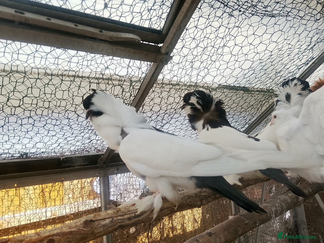 Pigeons birds for sale: Pigeon for sale - Image 13
