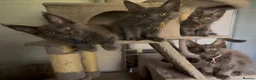 Maine Coon cats for sale: Stunning GCCF Russian Blue Maine Coons - Advert 15