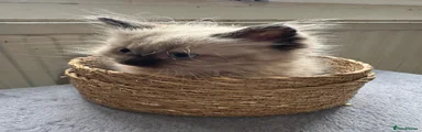 Ragdoll 1