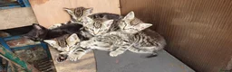 British Shorthair cats for sale: Tabby kittens  - Advert 4