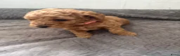 Cockapoo dogs for sale: Beautiful Cockapoo Puppies - Advert 8