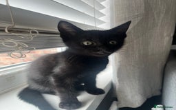 British Shorthair cats for sale: 🐾 Adorable 9-Week-Old Black Kittens 🐾 - Image 6
