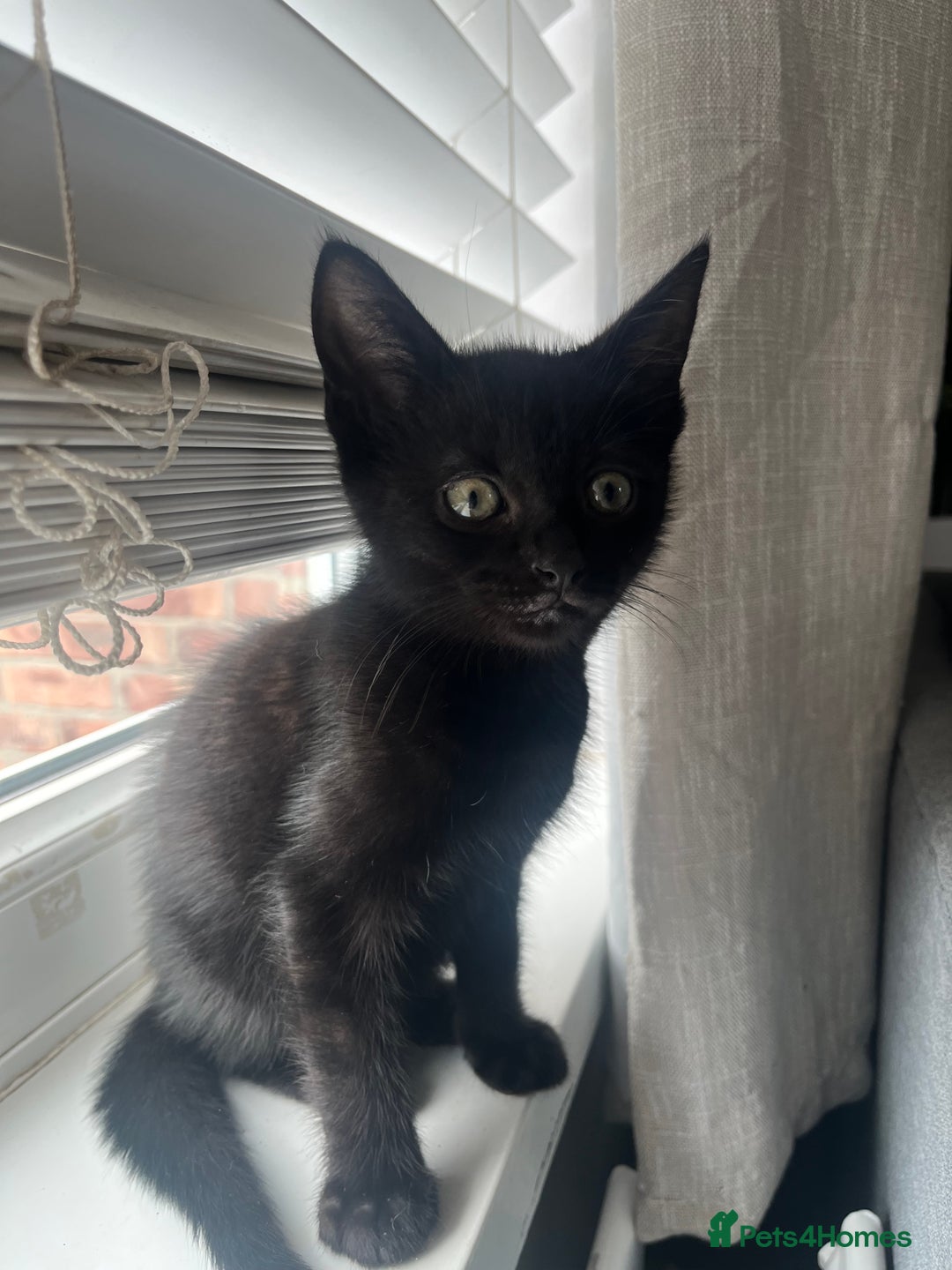 British Shorthair cats for sale: 🐾 Adorable 9-Week-Old Black Kittens 🐾 - Image 6