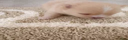 Pomeranian dogs for sale: Pomeranian Puppies - Advert 8