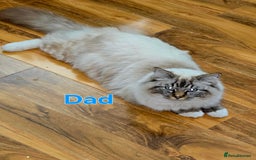 Ragdoll cats for sale: Fluffy kittens Ragdoll x - Image 10