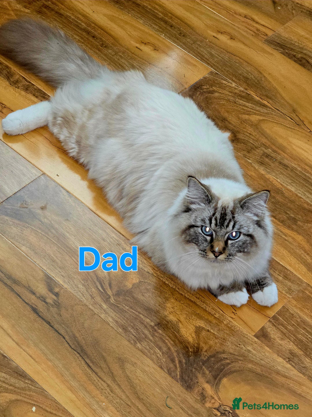 Ragdoll cats for sale: Fluffy kittens Ragdoll x - Image 10