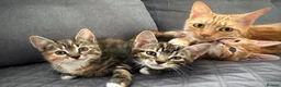 Mixed Breed cats for sale: Gorgeous kittens  - Advert 3