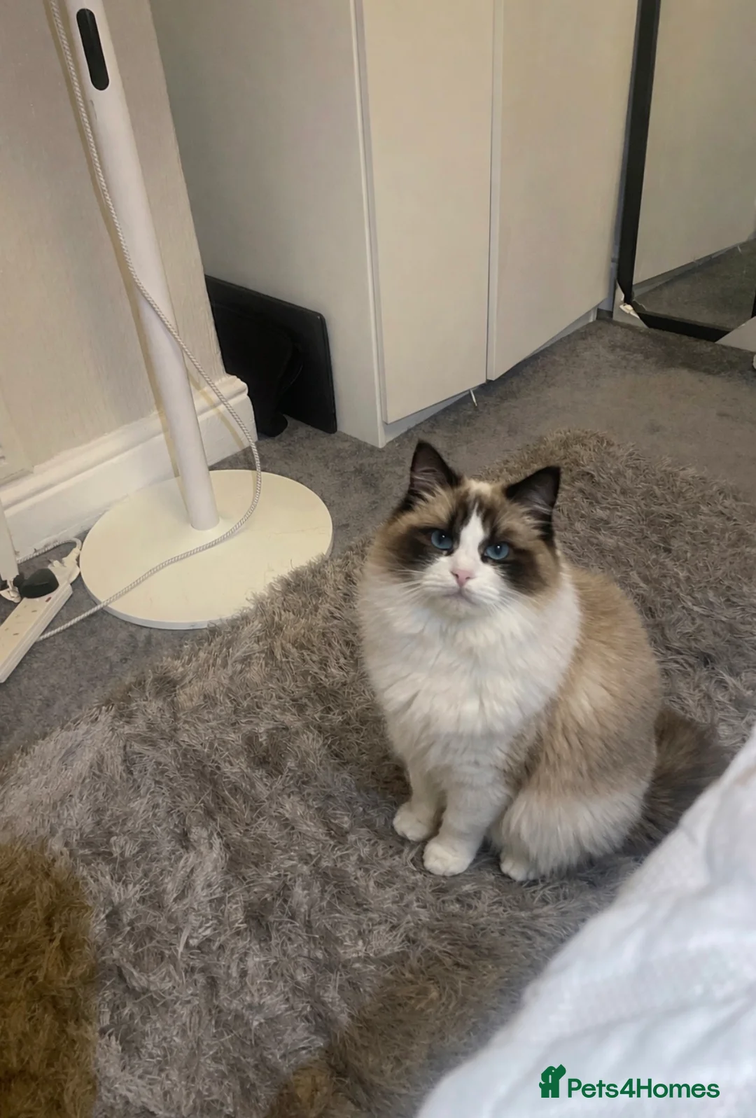 Mixed Breed cats for sale: Bsh x ragdoll ready 27th of feb - Advert 8