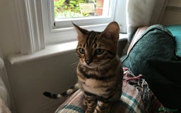 Bengal cats for sale: Pair of Bengal kittens for sale - Image 5