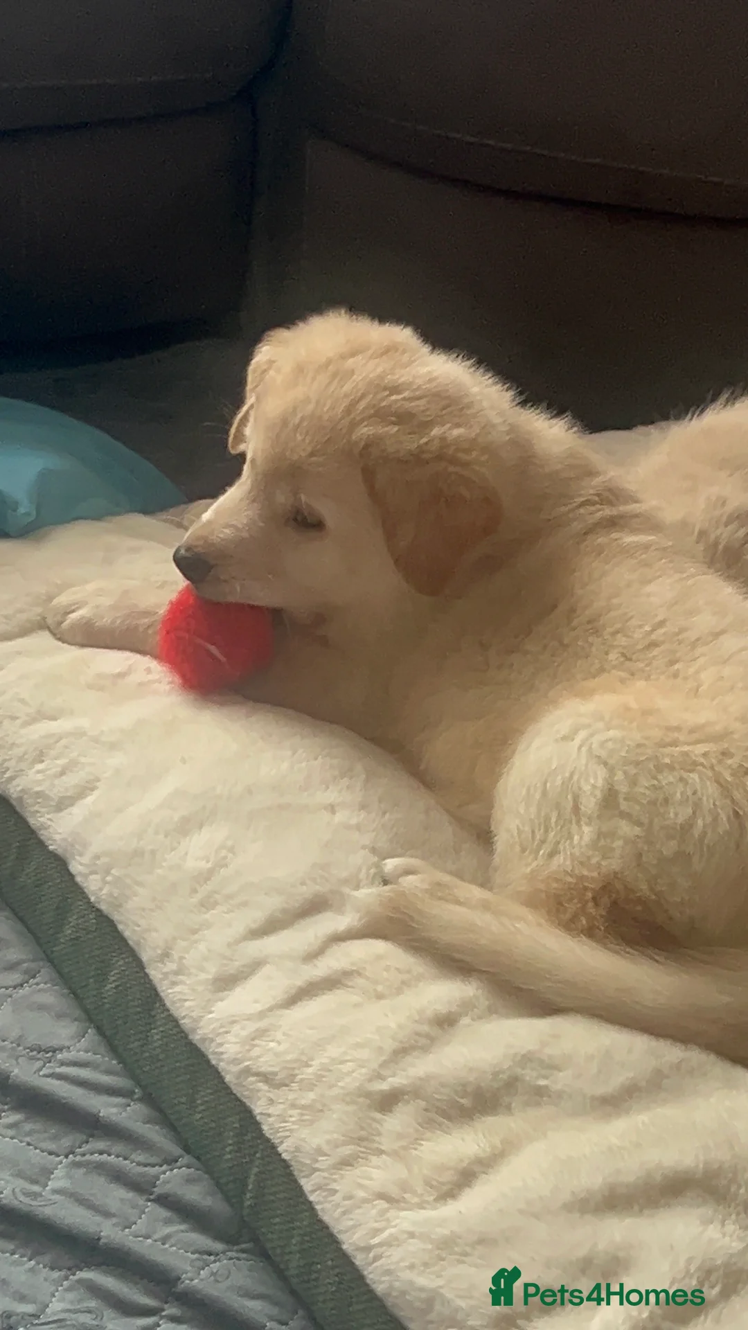 Mixed Breed dogs for sale: German Shepherd x Labrador puppies - Advert 6