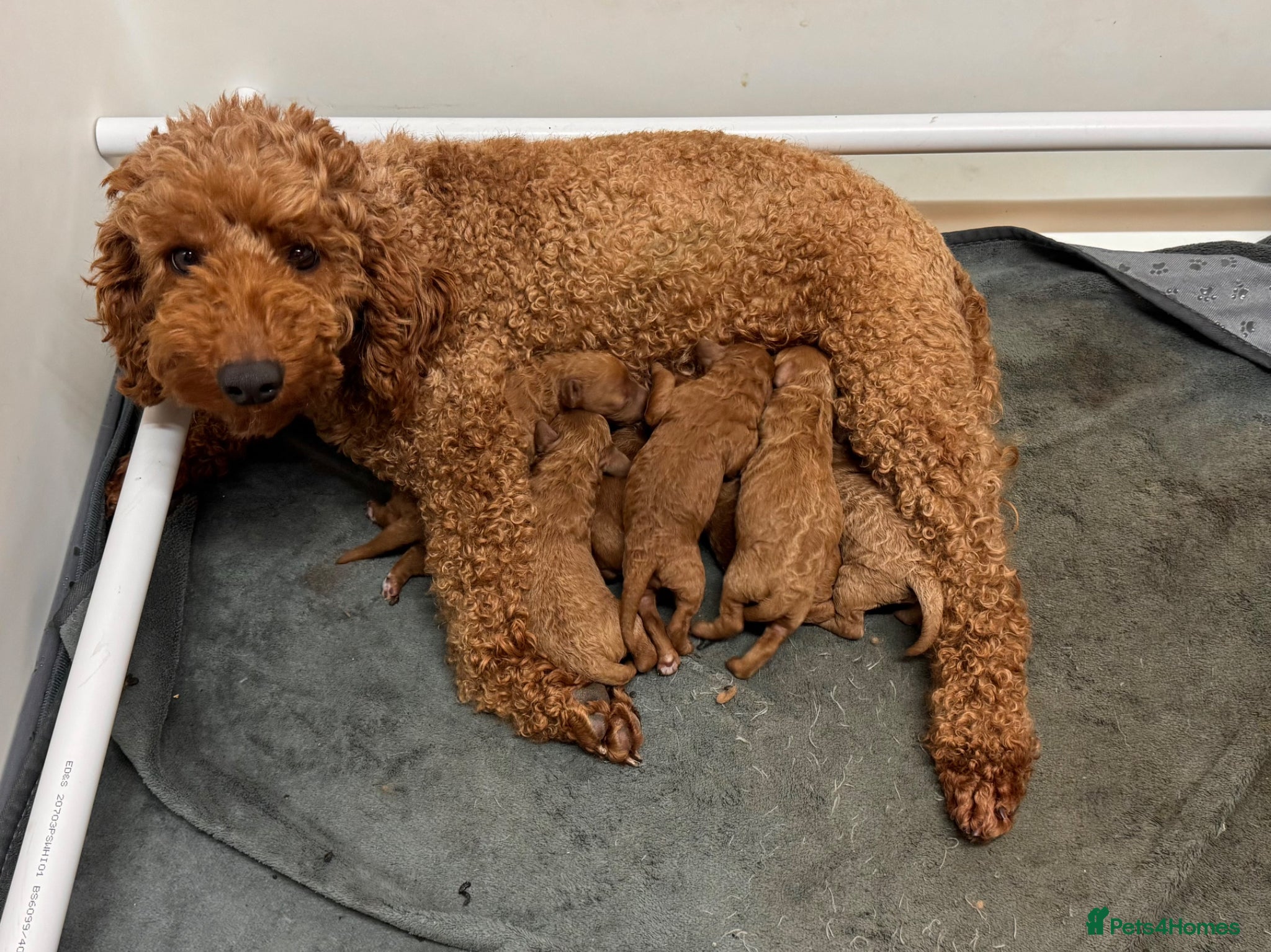 Miniature Poodle dogs Beautiful Red Miniature Poodle puppies - Advert 1